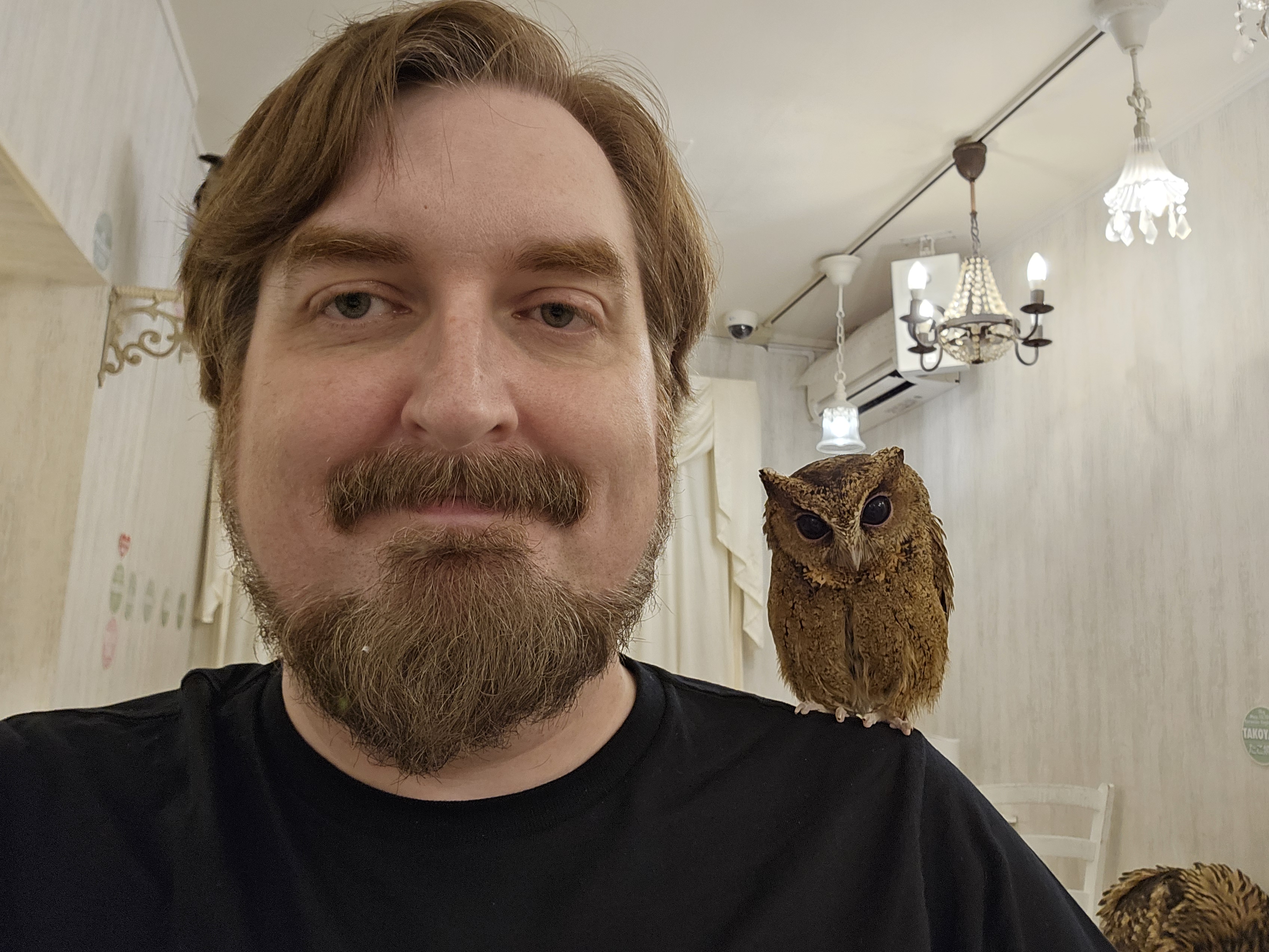 Owl cafe day